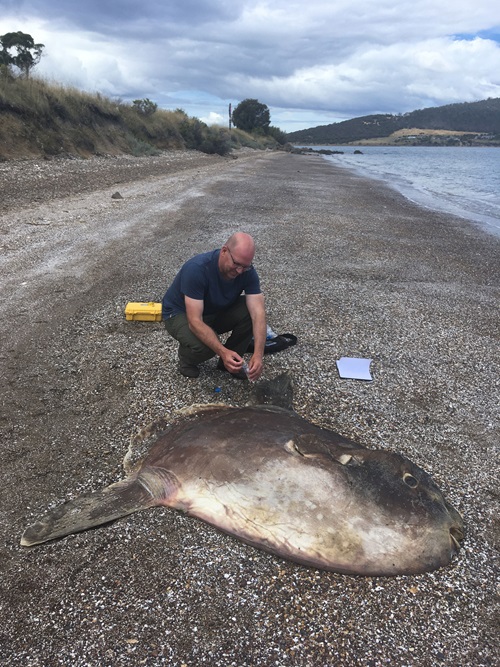 Person squatting next to a sunfish taking tissue samples after it washed up on a beach. 