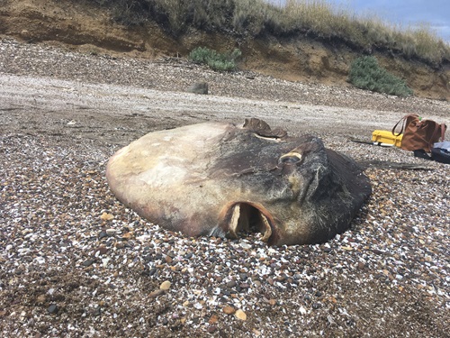 Dead sunfish washed up on the beach. 