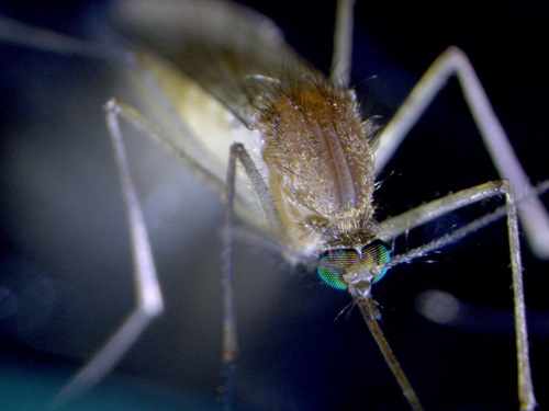 Close up of a mosquito