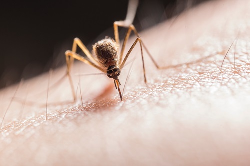 Close up of a mosquito biting a person
