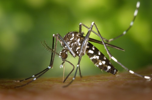 Close up of a mosquito proboscis peircing the skin of a person.