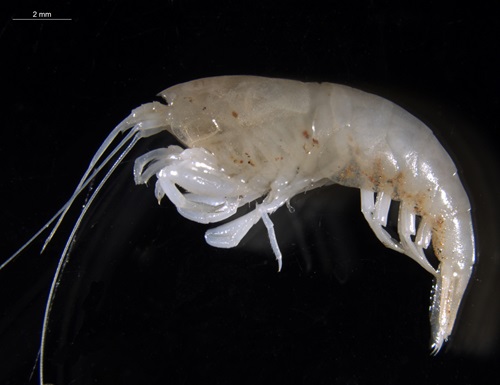Specimen of the blind shrimp shrimp Parisia unguis.