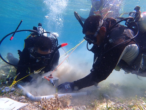 Two divers with diving apparatus over their faces kicking up sand and collecting seagrass on the sea floor.