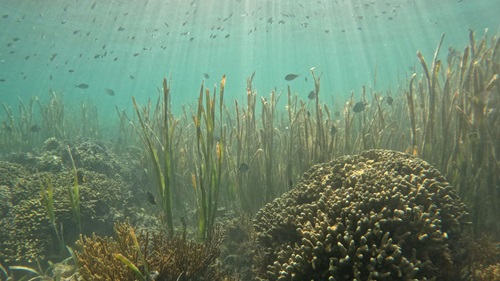 A seagrass ecosystem situated on the ocean's floor with fish swimming in the background.