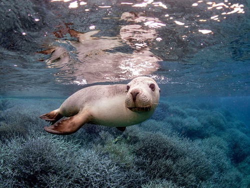 A grey coloured sea lion swimming in clear blue water with its head turned towards an underwater camera.