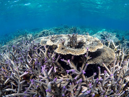 Plate and Stag coral with a tinge of purple colouring situated in clear blue water.