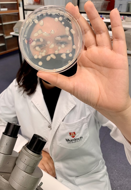 Researcher sitting next to a microscope while holding up a petri dish with small brown drops of liquid in it
