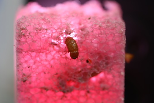 meal worm tunnelling through pink low density polyethylene