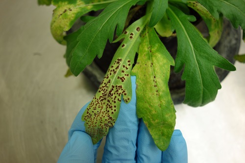 The fungus only infects flaxleaf fleabane, while all non-target plant species tested were resistant to it