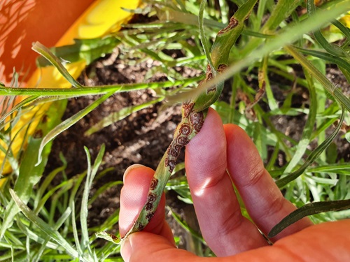 A biocontrol agent may help to reduce overall populations of fleabane when integrated with existing weed management strategies