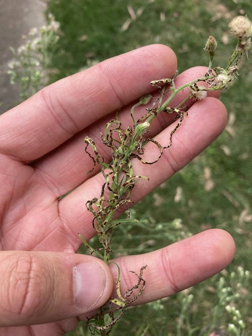 Flaxleaf fleabane weed is infected with the biocontrol agent