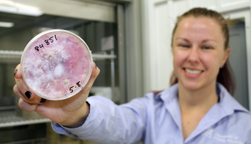 A scientist holding up a petrie dish with bacteria growing