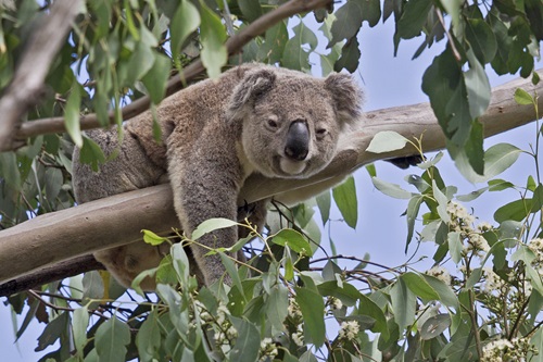 A grey coloured koala with a black nose laying on its stomach on the branch of a gum tree. Its arms and legs are dangling by its side and its eyes are partly closed. 