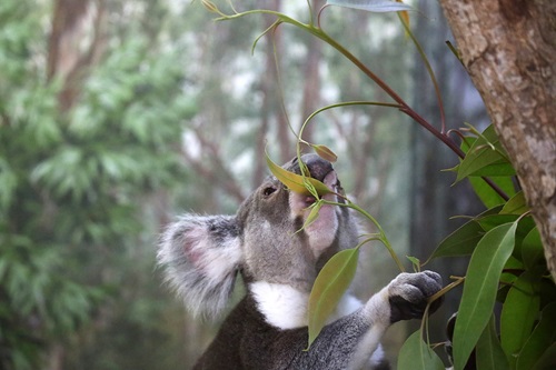 A koala endeavours to climb a tree in a green forest. Its face is partly obscured by a gum leave on its ascent. 