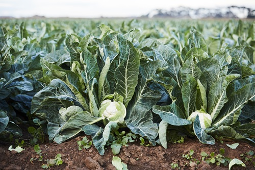 A field of brown dirt topped with a white head of cauliflower and long, tall green leaves protruding from it
