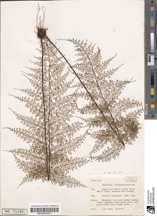 Dried fern fronds attached to an A3 piece of white paper with identifying information written at the bottom right corner.