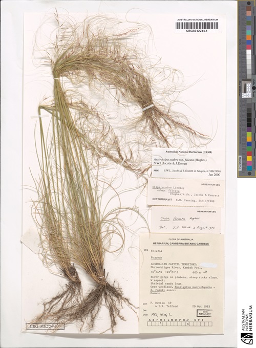 Dried grass plant including roots and seeds attached to an A3 piece of white paper with identification information written in bottom right corner.