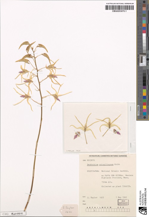 A dried plant with one single stalk and ten flowers attached at the top - attached to an A3 piece of paper with identification information in the bottom right corner.