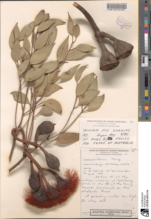 A dried branch, dried flower and nuts of a eucalpytus tree attached to an A3 piece of white paper with identification information in the bottom right corner.