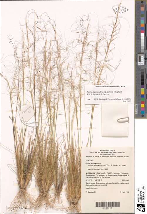 Four dried grass specimens, including roots and seeds, attached to one piece of A3 paper with identification information in the bottom right corner.