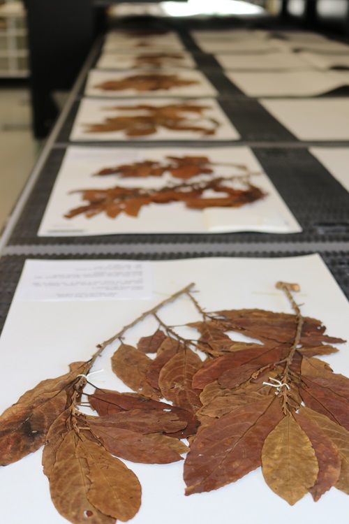 Dried and pressed cuttings of leafy plants mounted on large sheets of white paper are travelling along a conveyer belt.