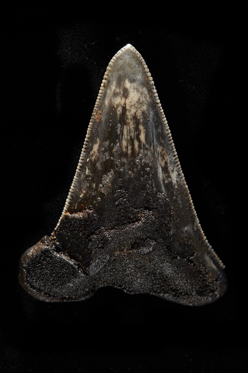 Dark tooth of a megalodon.  