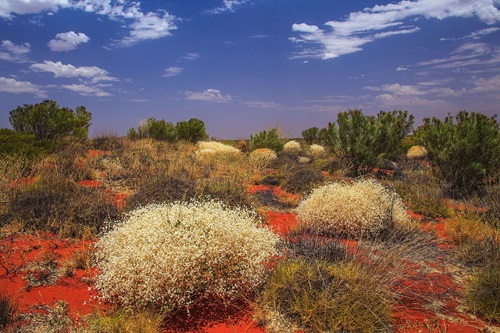 Desert bloom plants in an open field below a blue sky with moderate cloud coverage.