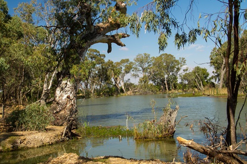 A picturesque creek bed in Victoria containing a large tree and shrubbery with a deep blue sky as the backdrop.