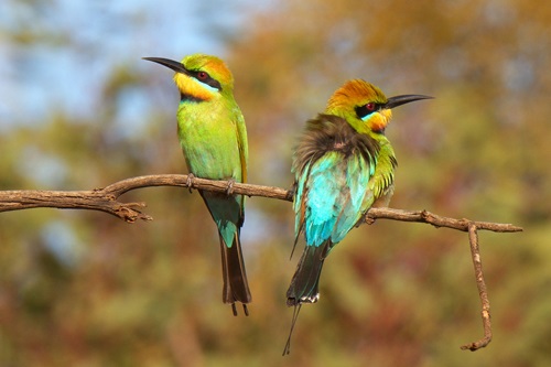 Two colourful Rainbow Bee Eaters sit looking out atop a small, brown tree branch in New South Wales.