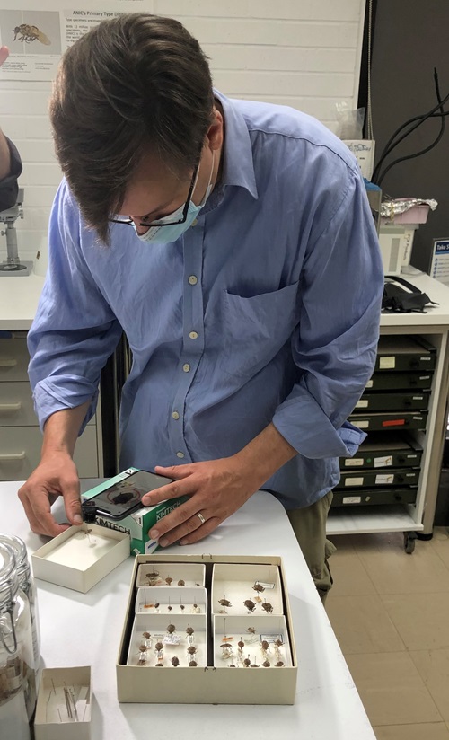 A scientist is standing at a bench looking at an insect specimen inside a box and they are also holding a mobile phone with an app open with a picture of an insect displayed.