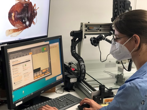 A scientist wearing a face mask is sitting at a desk looking at two computer monitors, one shows an image of a brown marmorated stink bug and the other screen shows a form where they enter information about the insect.