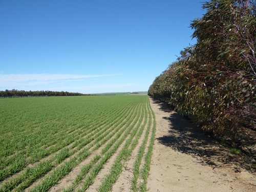 Green pastures of small trees growing in neat rows on a field of brown dirt. 