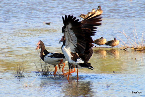 Two Magpie Geese, one flapping its wings, in wetlands.