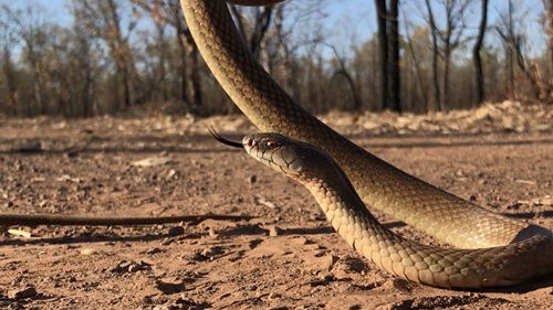 The Mulga Snake showing its tongue on red dirt in a desert environment.