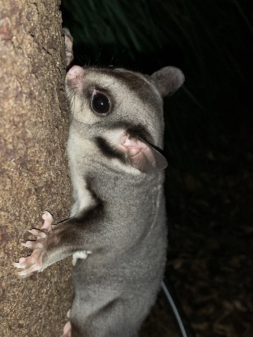 A Sugar Glider clutches onto a brown tree with its paws during the night.