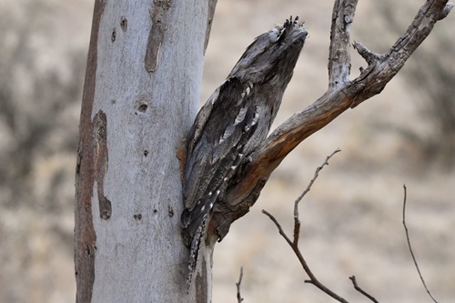 The Tawny Frogmouth nested in a barked tree.