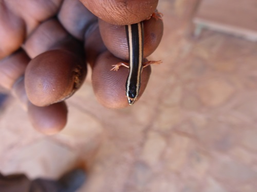 Lined Firetail Skink (Morethia ruficauda) or Rlokrlok in Ngalakgan language. 
