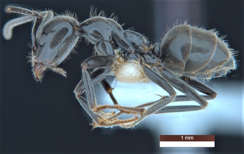 Lateral view of an ant specimen