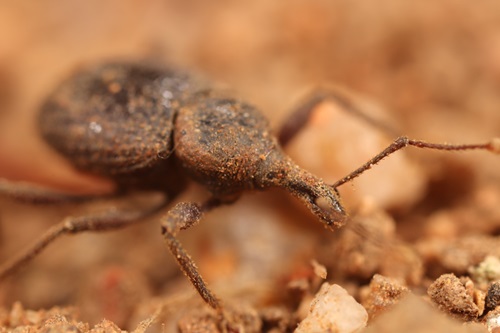 A brown coloured weevil with a long snout, long legs and no eyes crawling over gravel.