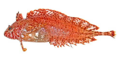 Lateral view of an orange-coloured weedfish specimen