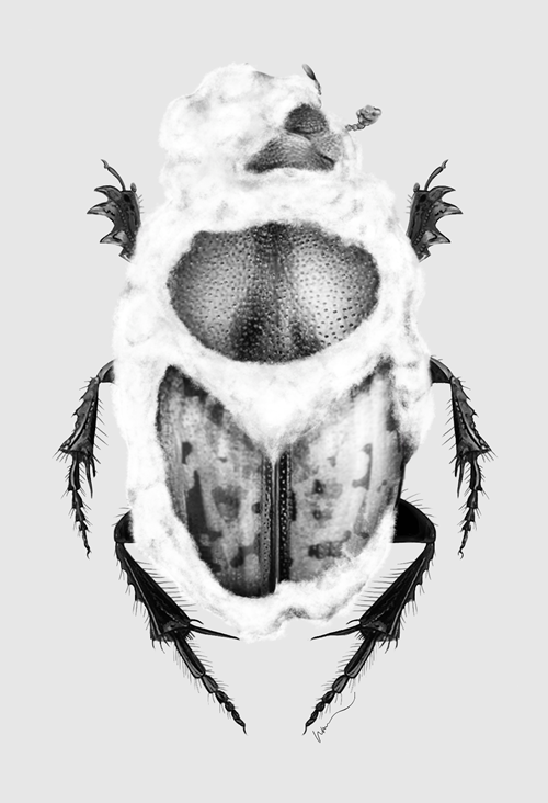 Digital drawing close up of a single dung beetle showing white Beauveria australis fungal infection. Credit CSIRO and Natasha Mansfield.