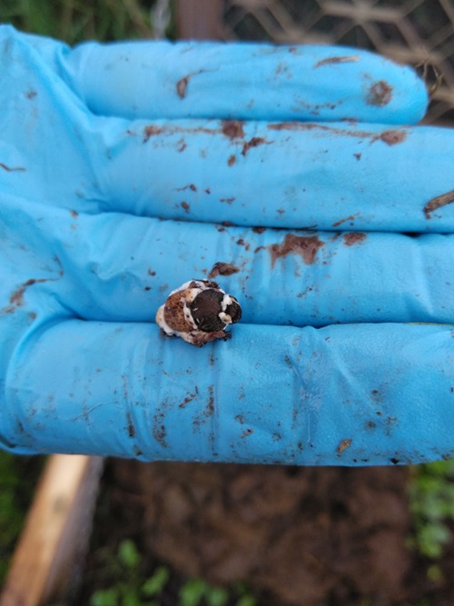 Dung beetle O. vacca with Beauveria infection close up on blue glove Credit CSIRO.