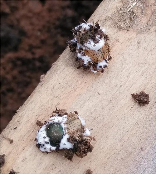 Close up of two dung beetles showing white Beauveria fungal infection. Credit CSIRO.
