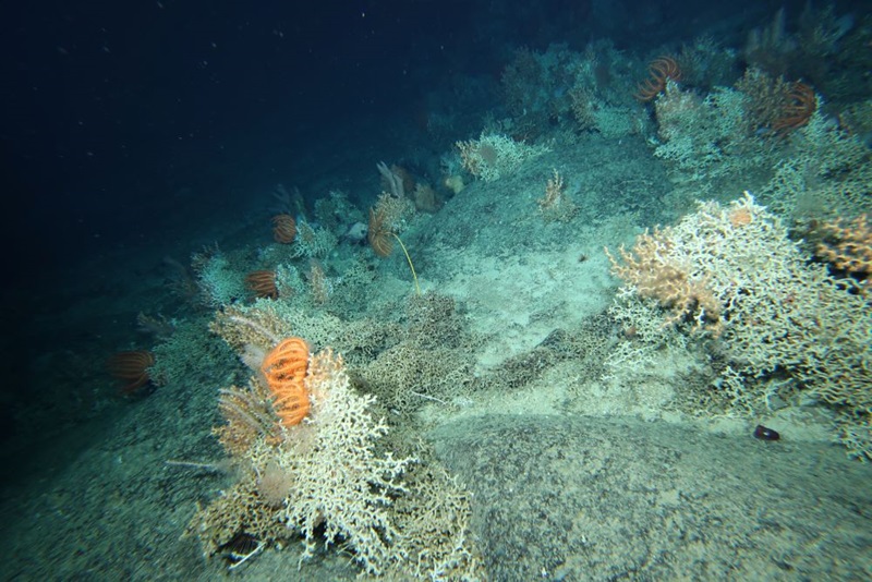 A camera flash illuminates the dark ocean water, showing coral structures growing like bushes from the seafloor.