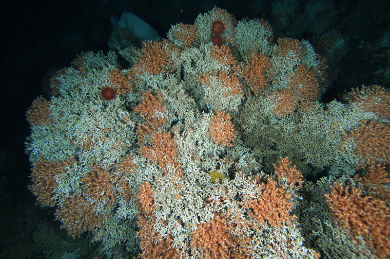 In the dark ocean water, a large clump of coral is lit up by a camera flash. It has many branches - some white, some orange - and a few deep-sea creatures growing from it. 
