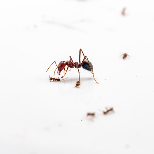 An ant battle between Australian meat ants, a native species, and smaller Argentine ants, a notorious pest.