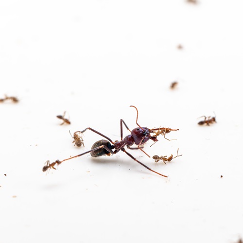 An ant battle between Australian meat ants, a native species, and smaller Argentine ants, a notorious pest.