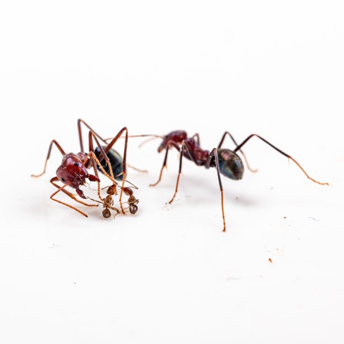 The smaller invasive Argentine ant was pitted against the larger Australian meat ant. 