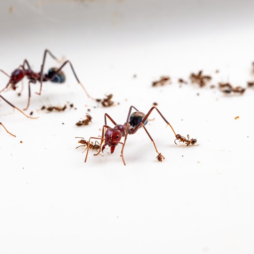 Argentine ants and Australian meat ants at war