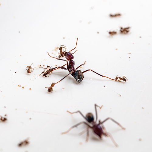 Australian meat ants and Argentine ants engaging in warfare. 